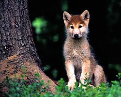 Image of a wolf pup