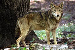 Image of Red Wolf