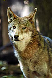 Image of Red Wolf