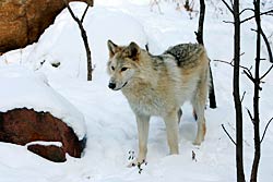Image of a wolf: Waziyata